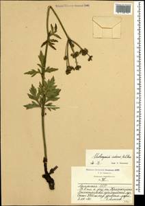 Eleutherospermum cicutarium (M. Bieb.) Boiss., Caucasus, Armenia (K5) (Armenia)