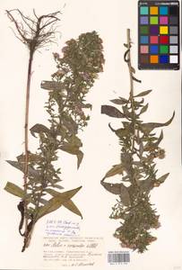 Symphyotrichum ×versicolor (Willd.) G. L. Nesom, Eastern Europe, Moscow region (E4a) (Russia)