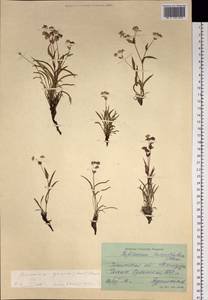 Bupleurum americanum J. M. Coult. & Rose, Siberia, Baikal & Transbaikal region (S4) (Russia)