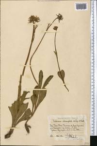 Valeriana chionophila Popov & Kult., Middle Asia, Western Tian Shan & Karatau (M3) (Uzbekistan)