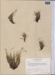 Carex supina var. spaniocarpa (Steud.) B.Boivin, America (AMER) (Greenland)
