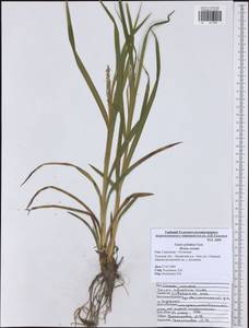 Carex sylvatica Huds., Eastern Europe, Central region (E4) (Russia)