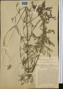 Lomelosia argentea (L.) Greuter & Burdet, Western Europe (EUR) (Italy)