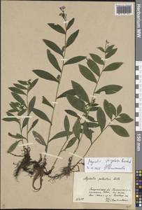 Myosotis nemorosa subsp. nemorosa, Eastern Europe, West Ukrainian region (E13) (Ukraine)