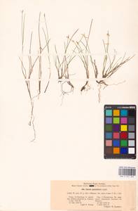 Carex pauciflora Lightf., Eastern Europe, North-Western region (E2) (Russia)
