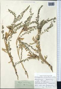 Astragalus lanuginosus Kar. & Kir., Middle Asia, Western Tian Shan & Karatau (M3) (Kazakhstan)