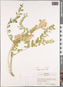 Astragalus vulpinus Willd., Eastern Europe, Lower Volga region (E9) (Russia)