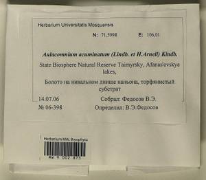 Aulacomnium acuminatum (Lindb. & Arnell) Kindb., Bryophytes, Bryophytes - Krasnoyarsk Krai, Tyva & Khakassia (B17) (Russia)