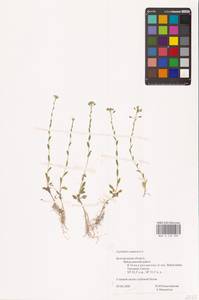 Lepidium campestre (L.) W.T.Aiton, Eastern Europe, Central forest-and-steppe region (E6) (Russia)