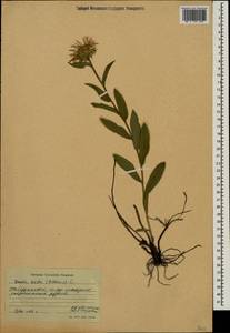 Pentanema hirtum (L.) D. Gut. Larr., Santos-Vicente, Anderb., E. Rico & M. M. Mart. Ort., Caucasus, Stavropol Krai, Karachay-Cherkessia & Kabardino-Balkaria (K1b) (Russia)