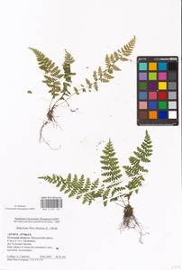 Athyrium filix-femina (L.) Roth, Eastern Europe, Central region (E4) (Russia)