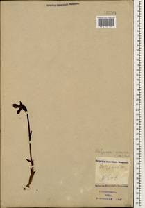 Diphelypaea coccinea (M. Bieb.) Nicolson, Caucasus, Azerbaijan (K6) (Azerbaijan)