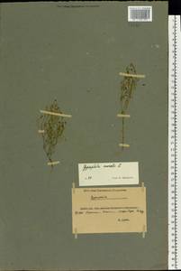 Psammophiliella muralis (L.) lkonn., Eastern Europe, North Ukrainian region (E11) (Ukraine)