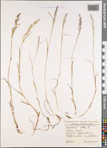 Agrostis stolonifera L., Caucasus, Georgia (K4) (Georgia)