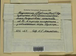 Plagiomnium ellipticum (Brid.) T.J. Kop., Bryophytes, Bryophytes - Middle Volga (B9) (Russia)