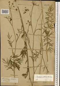 Dichoropetalum carvifolia (Vill.) Pimenov & Kljuykov, Eastern Europe, Central region (E4) (Russia)