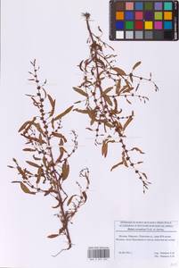 Rumex ucranicus Fisch., Eastern Europe, Moscow region (E4a) (Russia)