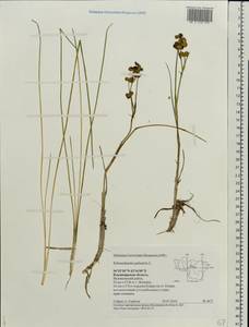 Scheuchzeria palustris L., Eastern Europe, Central region (E4) (Russia)