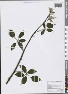 Rubus procerus P. J. Müll. ex Boulay, Eastern Europe, Moscow region (E4a) (Russia)