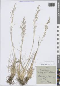 Deschampsia cespitosa subsp. cespitosa, Siberia, Western Siberia (S1) (Russia)
