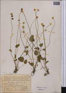 Parnassia palustris L., Middle Asia, Northern & Central Tian Shan (M4) (Kyrgyzstan)