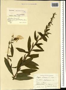 Oenothera biennis L., Caucasus, North Ossetia, Ingushetia & Chechnya (K1c) (Russia)