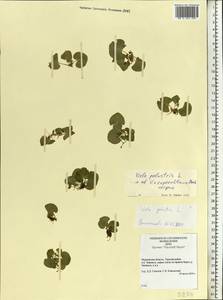 Viola palustris L., Eastern Europe, Northern region (E1) (Russia)