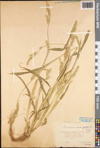 Echinochloa crus-galli (L.) P.Beauv., Eastern Europe, Central region (E4) (Russia)