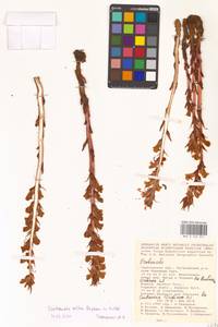 Orobanche alba Steph. ex Willd., Eastern Europe, Lower Volga region (E9) (Russia)