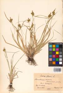 Carex flava L., Eastern Europe, Moscow region (E4a) (Russia)