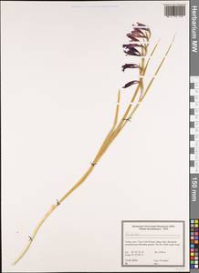 Gladiolus, South Asia, South Asia (Asia outside ex-Soviet states and Mongolia) (ASIA) (Turkey)