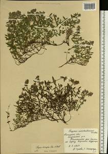 Thymus × dimorphus Klokov & Des.-Shost., Eastern Europe, Central forest-and-steppe region (E6) (Russia)