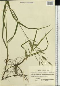 Bromus inermis Leyss., Siberia, Yakutia (S5) (Russia)
