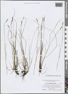 Carex davalliana Sm., Eastern Europe, Estonia (E2c) (Estonia)