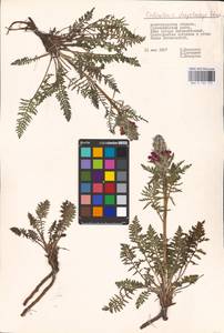 MHA 0 162 153, Pedicularis dasystachys Schrenk, Eastern Europe, Lower Volga region (E9) (Russia)