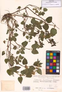 Lamium album subsp. album, Caucasus, Azerbaijan (K6) (Azerbaijan)