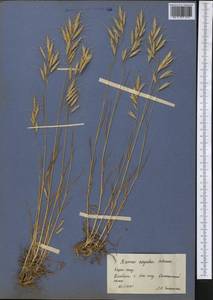 Bromus oxyodon Schrenk, Middle Asia, Western Tian Shan & Karatau (M3) (Kazakhstan)