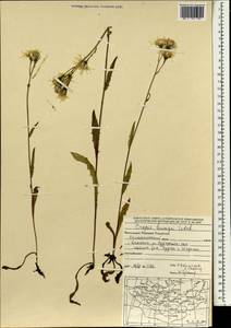 Crepis bungei Ledeb. ex DC., Mongolia (MONG) (Mongolia)