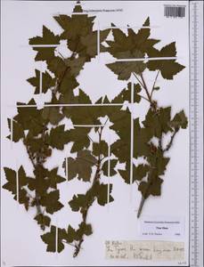 Ribes, Middle Asia, Northern & Central Tian Shan (M4) (Kyrgyzstan)