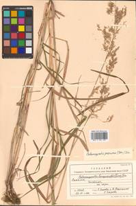 Calamagrostis purpurea (Trin.) Trin., Siberia, Russian Far East (S6) (Russia)