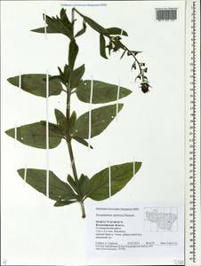 Scrophularia umbrosa Dumort., Eastern Europe, Central region (E4) (Russia)