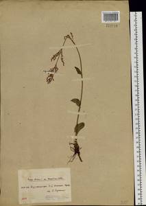 Rumex arifolius All., Siberia, Central Siberia (S3) (Russia)