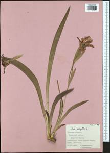 Iris aphylla L., Eastern Europe, Central region (E4) (Russia)