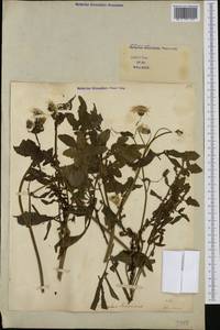 Sonchus tenerrimus L., Western Europe (EUR) (Italy)