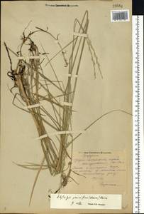 Pseudoroegneria geniculata (Trin.) Á.Löve, Eastern Europe, Middle Volga region (E8) (Russia)