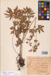 Geranium pratense L., Eastern Europe, Central region (E4) (Russia)