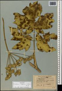 Heracleum asperum (Hoffm.) M. Bieb., Caucasus, South Ossetia (K4b) (South Ossetia)