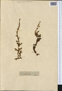 Lycopodium clavatum L., Western Europe (EUR) (Not classified)