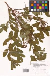 Spiraea media Schmidt, Eastern Europe, Central region (E4) (Russia)