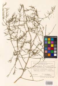 Asparagus maritimus (L.) Mill., Eastern Europe, South Ukrainian region (E12) (Ukraine)